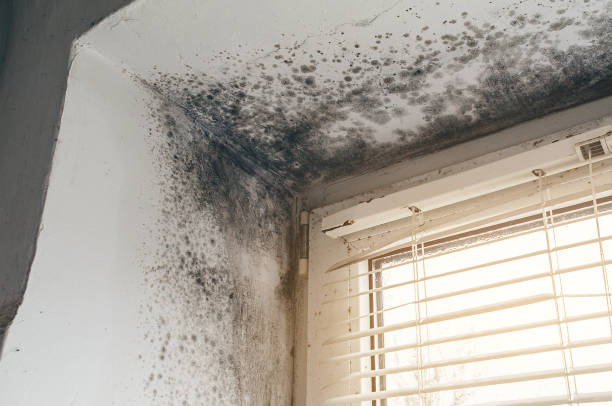 Trusted Black Mold Removal service in Dublin, TX - Cheap Mold Removal