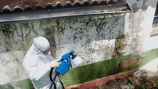 Trusted Mold Remediation service in Dublin, TX - Cheap Mold Removal